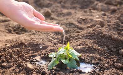 Child's hand watering a plant in the rays of sunlight