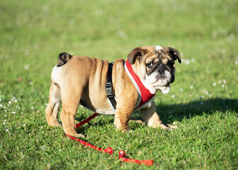 Puppy of Red English Bulldog in red harness out for a walk walking on dry grass