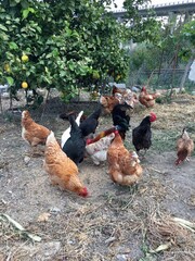 chickens in the farm