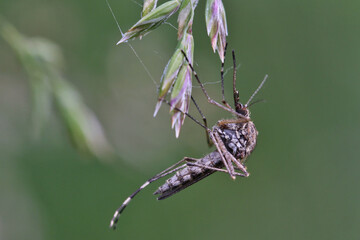 Mosquito (female) resting on the grass. Male and female mosquitoes feed on nectar and plant juices, but many species of mosquitoes can suck the blood of animals.
