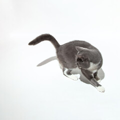 A beautiful gray cat jumps and plays against a white background, tamplate. Copy space.