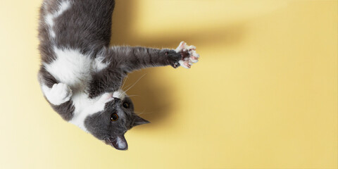 A beautiful gray cat jumps and plays against a yellow background, tamplate. Copy space.