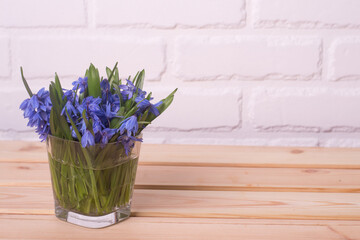 blue snowdrops, first spring flowers