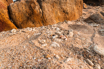 Fragmenty martwej rafy kolorowej wyrzucone na plaże, naturalne tło wybrzeża. - obrazy, fototapety, plakaty