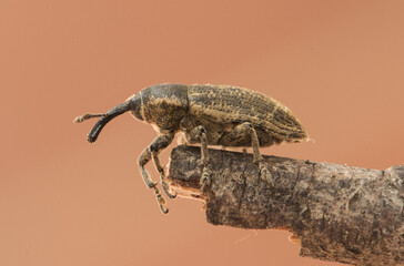 Curculionidae beetle, yellowish brown weevil with great detail you can see the bristles or hairs that cover its body as well as the legs and proboscis antennae