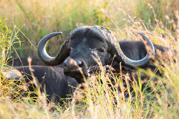 african buffalo in kruger national park