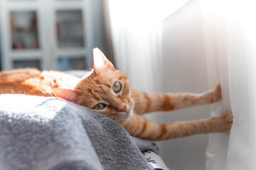 brown tabby cat lying on the sofa under the light of the window, looks at the camera.  