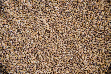 colored malt grains for making light and dark malt craft beer