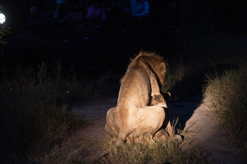 A Mating pair of lions seen on a safari in South Africa