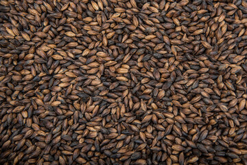 colored malt grains for making light and dark malt craft beer