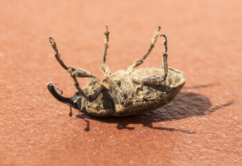Curculionidae beetle, yellowish brown weevil with great detail you can see the bristles or hairs...
