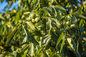 A lot of walnuts on the tree at sunset. Tree of walnuts. Harvesting of nuts.