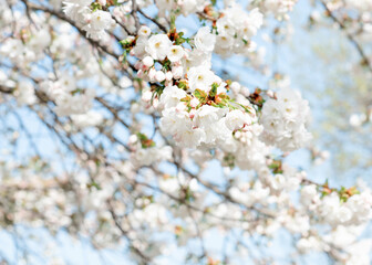 branch of white flowers blossom in the spring warm day