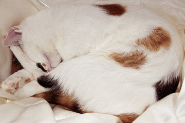White with spots cat curled up sweetly sleeping
