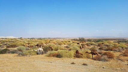 camels in the desert with blue sky
