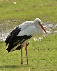 white stork in the grass, rheine, germany