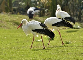 white stork in the grass, rheine, germany