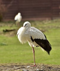 portrait of an white stork in the grass, rheine, germany