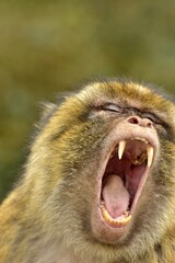 portrait of an enraged macaque monkey