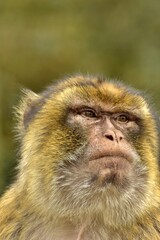 portrait of an  macaque monkey