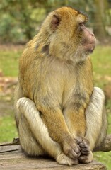 Monkey Macaque, Rheine, Germany