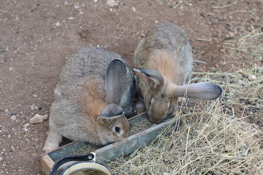 rabbits on the farm eat