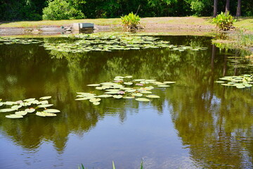 Obraz premium A pond in a community of Florida