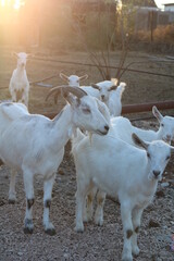 Obraz premium white home farm with goats on sun