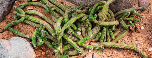 Banner with green cactus in the form of thin sinuous lines lies on the sand in the desert, top view