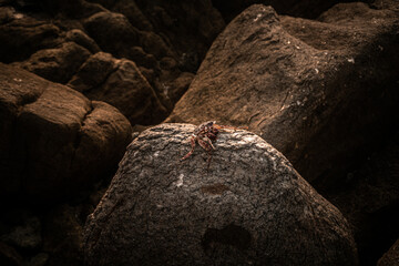 Czerwony krab siedzący na skale na kamiennym naturalnym tle wybrzeża. - obrazy, fototapety, plakaty