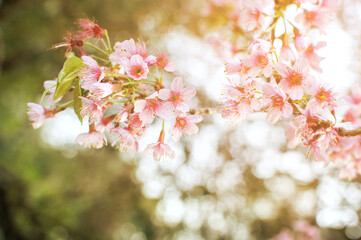 Closeup in the beauty of the cherry blossom flower nature in winter-flowering light pink.