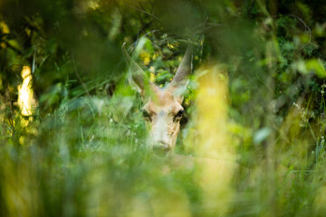 mule deer hiding in the grass