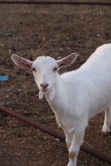 Obraz premium portrait of a baby goat on a farm