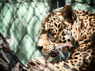 Jaguar tras las rejas