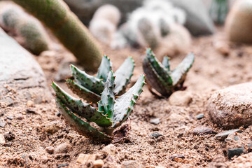 Cactus with sharp leaves growing in the sand, around the stones close-up