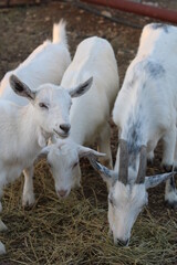 Obraz premium portrait of a baby goat on a farm at morning