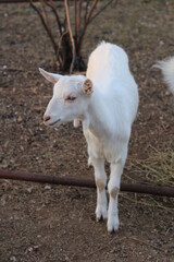 portrait of a baby goat on a farm at morning