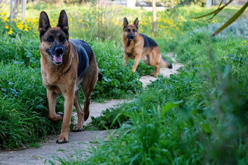 German Shepherd Dog