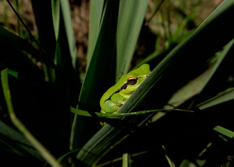 Rana meridional Hyla meridionalis en el Parque Nacional de Monfragüe. Red Natura 2000. España