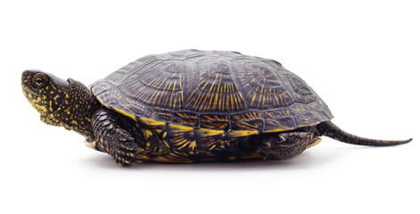 Naklejka premium Wild black turtle.