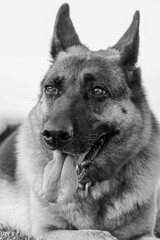 German Shepherd Dog Black and white