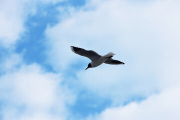 Big Gull flying above the sea, nature photo