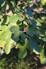 fig tree on the farm, fishnet leaves