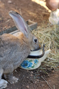 home rabbit on the farm drinking water