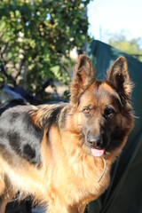 close-up portrait of a purebred shepherd dog on sun