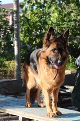 shepherd guard dog on the farm on sun