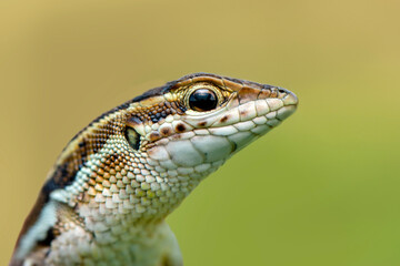 Closeup  Beautiful lizard in the garden