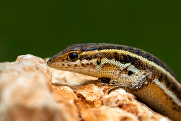 Closeup  Beautiful lizard in the garden