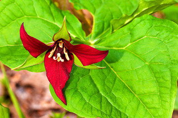 Red trillium in spring