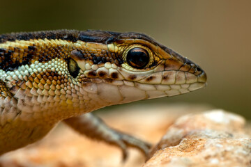 Closeup  Beautiful lizard in the garden
